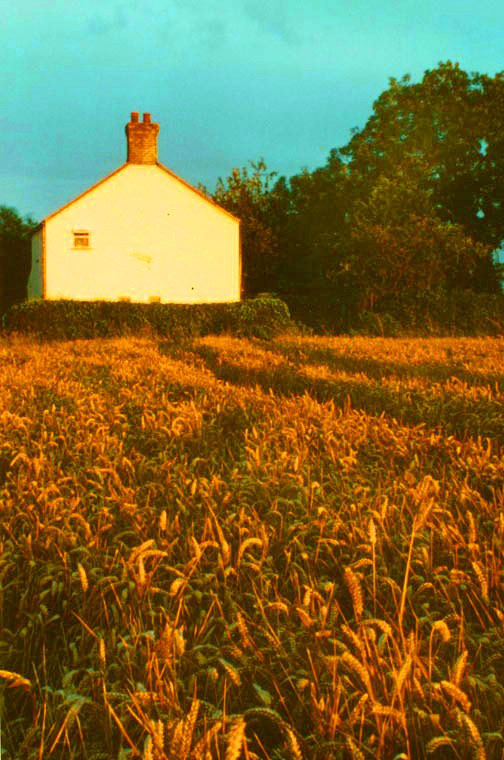 Cottage in the fields, sunset