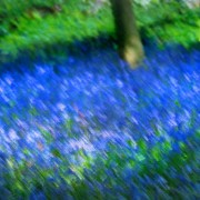 Bluebells in English spring