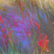 Blue red grasses, Norfolk