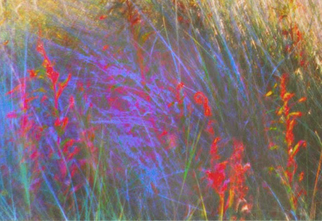 Blue red grasses, Norfolk