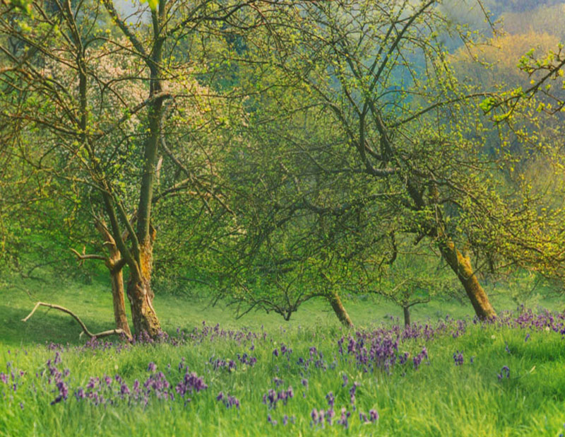 Orchard in Spring, Dorset
