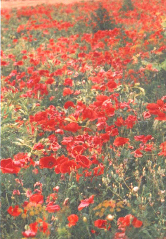 Field poppies into the distance