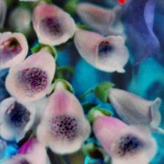 Foxgloves’ blush, blue silk, iris