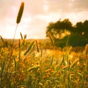 Grass heads, evening sun