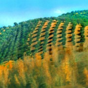 Olive hills, Spain