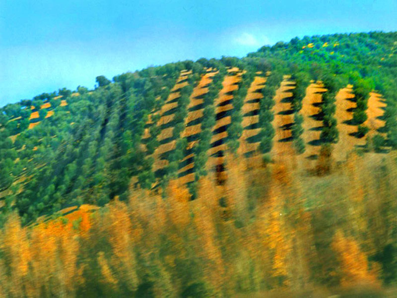 Olive hills, Spain