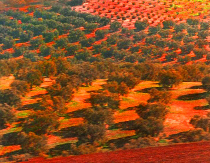 Olive grid, Spain
