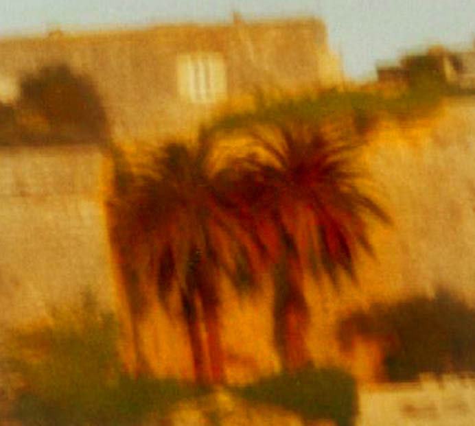 Palms, Mdina walls, late sun