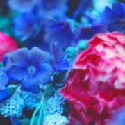 Blown paeony, blue geraniums
