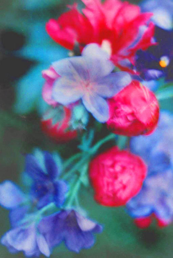 Paeony buds, blue geranium, dusk