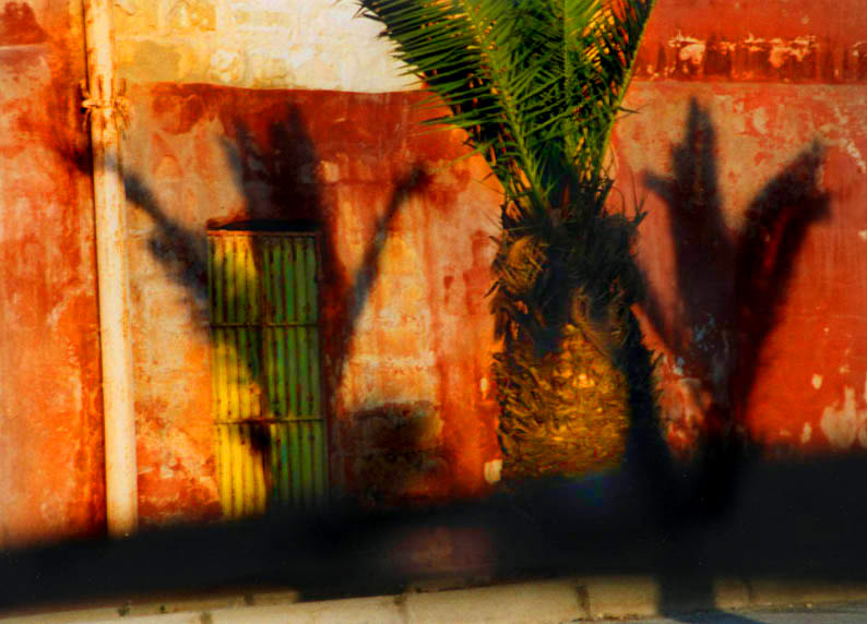 Palms and shadows