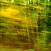 Passing trees yellow green
