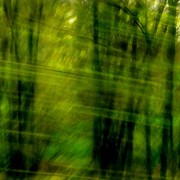 Passing trees, green
