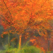 Plum tree, autumn, walled garden