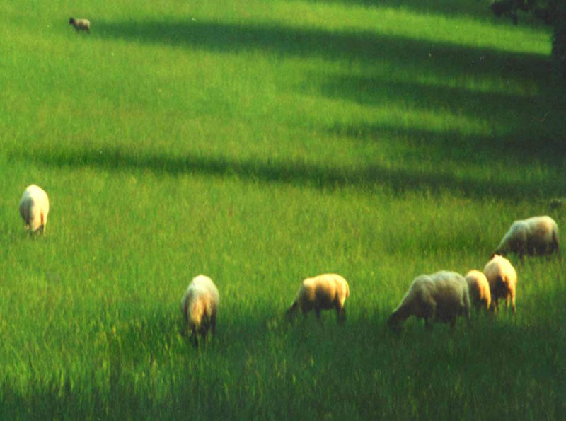 Sheep field, shadows