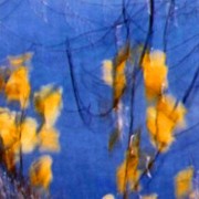 Yellow leaves, blue sky
