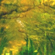Tree arch, gold-green