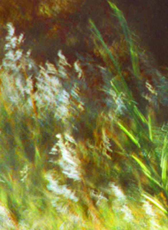 White grass heads, fennel