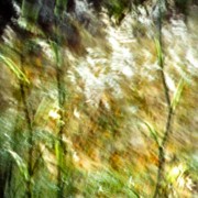 home page thumbnail White grassy heads