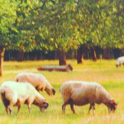 Sheep orchard, Kent
