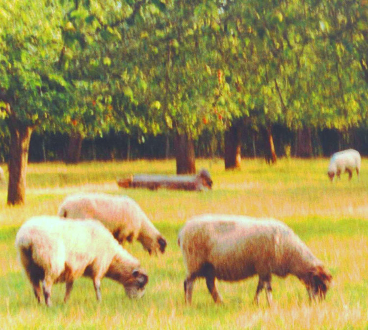 Sheep orchard, Kent