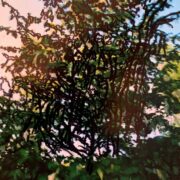 Talking with trees 004