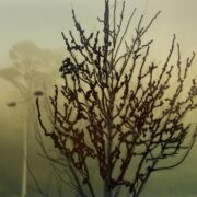 Talking with trees 002