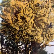 Talking with trees 005