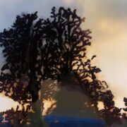 Talking with trees 007